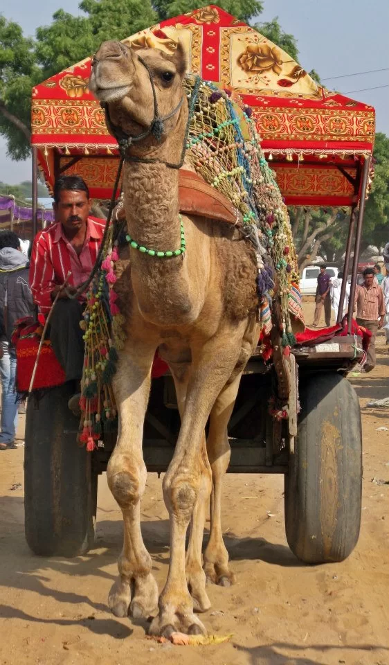 Photo of Pushkar, India by Ahid Aadhu