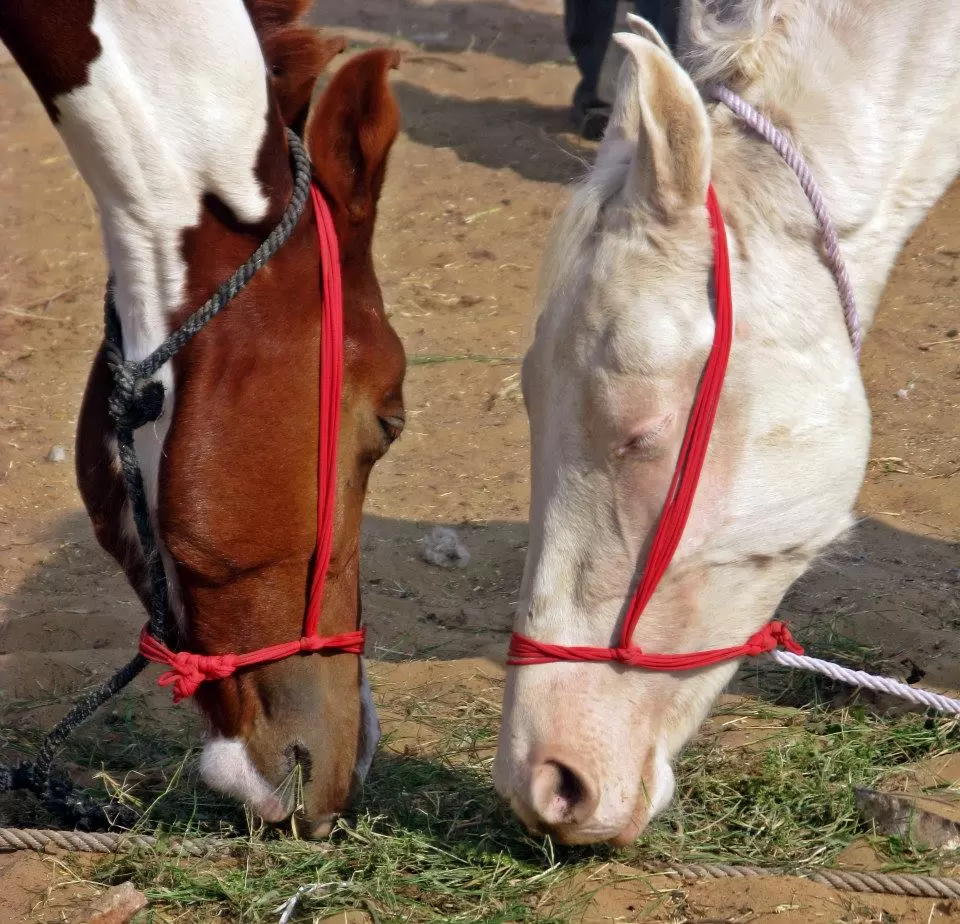 Photo of Pushkar, India by Ahid Aadhu