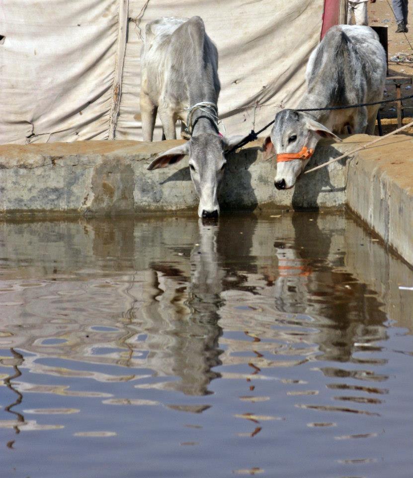 Photo of Rajasthan 2012: Pushkar by Ahid Aadhu