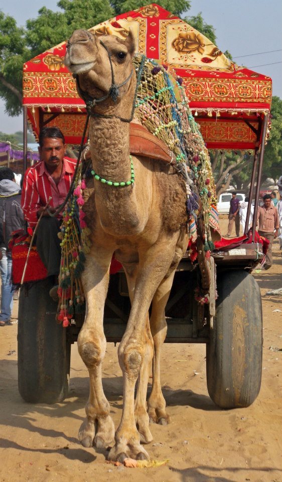 Photo of Rajasthan 2012: Pushkar by Ahid Aadhu