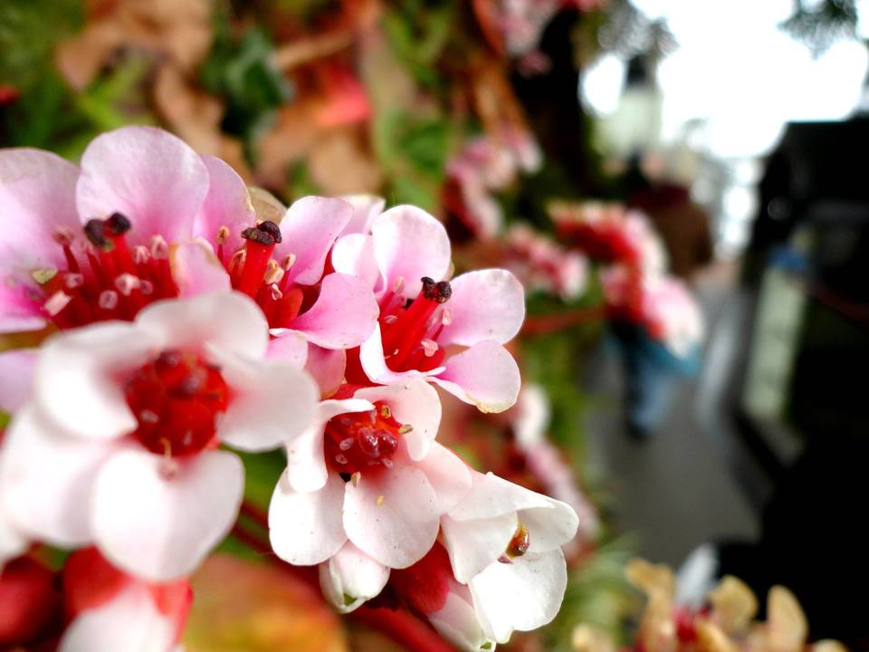 Photo of A First Explore of my Life- Sikkim | Darjeeling | Gangtok. 14/14 by Nitin Saxena