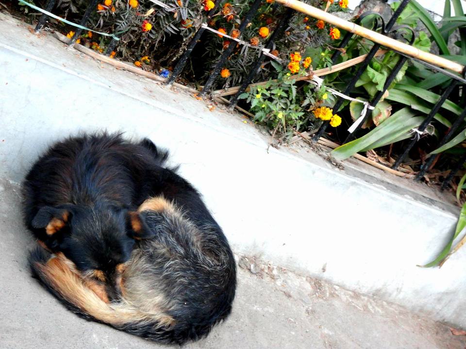 Photo of A First Explore of my Life- Sikkim | Darjeeling | Gangtok. 11/14 by Nitin Saxena