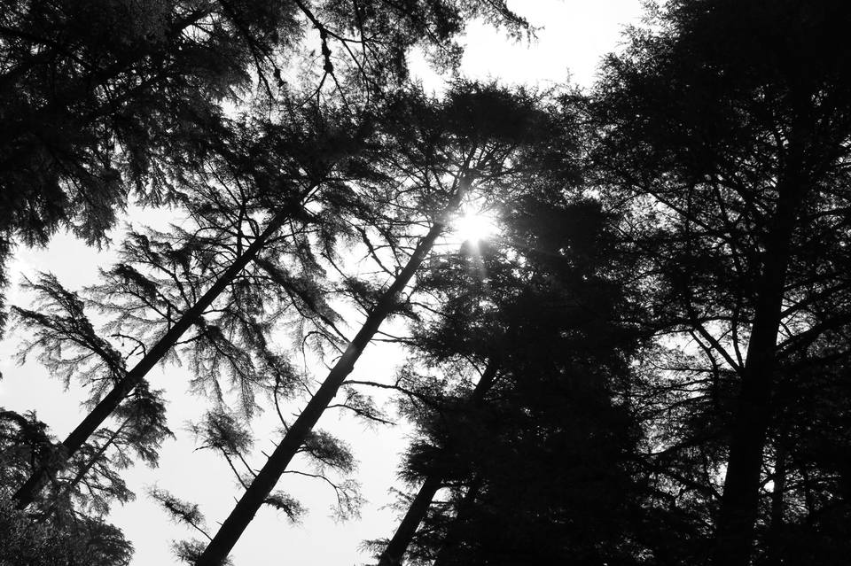 Photo of A First Explore of my Life- Sikkim | Darjeeling | Gangtok. 12/14 by Nitin Saxena