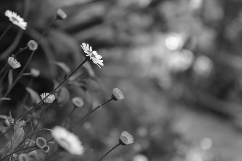 Photo of A First Explore of my Life- Sikkim | Darjeeling | Gangtok. 8/14 by Nitin Saxena