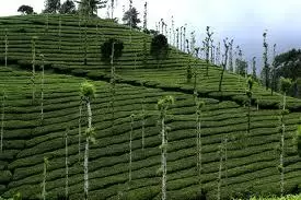 Photo of Munnar, Kerala, India by ANURAG GAWDE