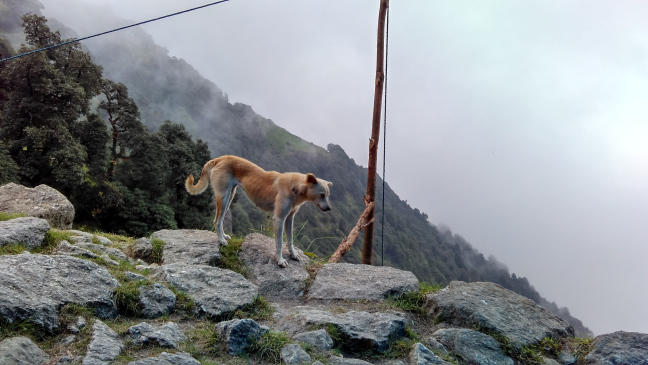 Photo of Trip To Triund by Pankaj Solanki