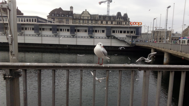 Photo of Davos and Zurich - Photo Blog 10/16 by sukanya.samy