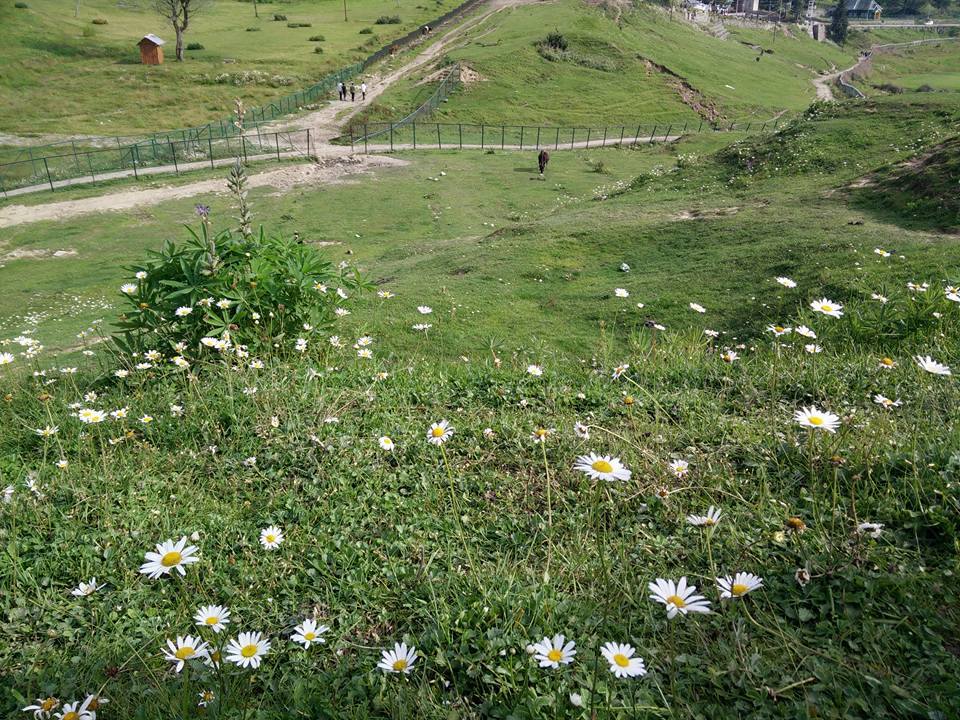 Photo of Kashmir – A traveller's dream 15/46 by Shruti Sidhan