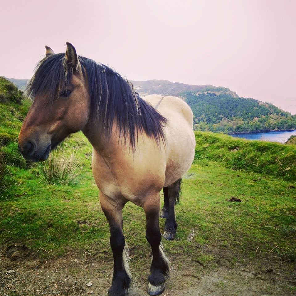 Photo of Scotland-Isle Of Skye 44/72 by Shruti Sidhan
