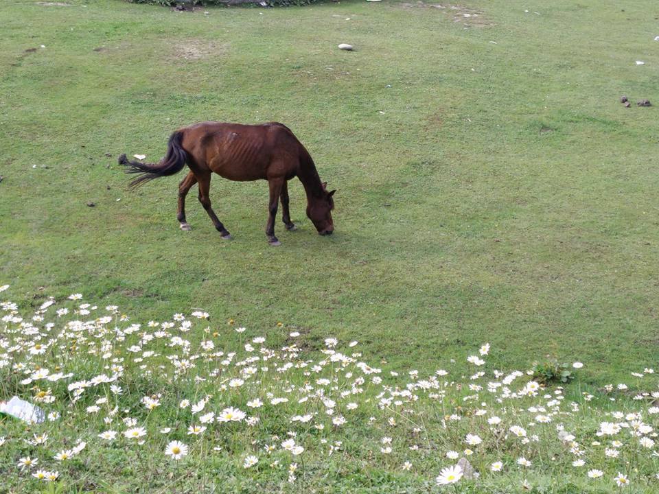 Photo of Kashmir – A traveller's dream 21/46 by Shruti Sidhan