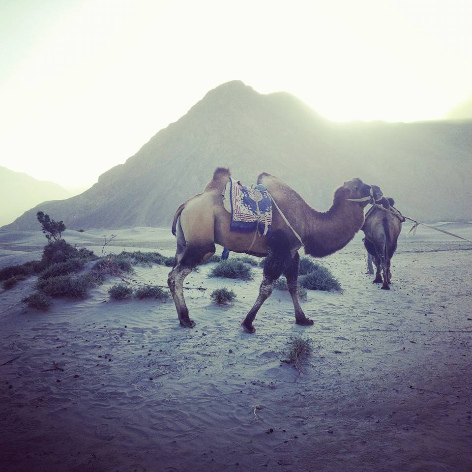 Photo of Leh Ladakh 29/55 by Shruti Sidhan