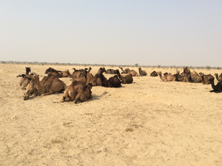 Photo of Rajasthan, India by Pamela Mukherjee
