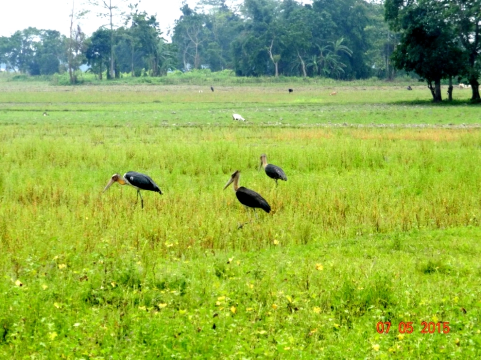 Photo of Assam, India by Kalyani Barman