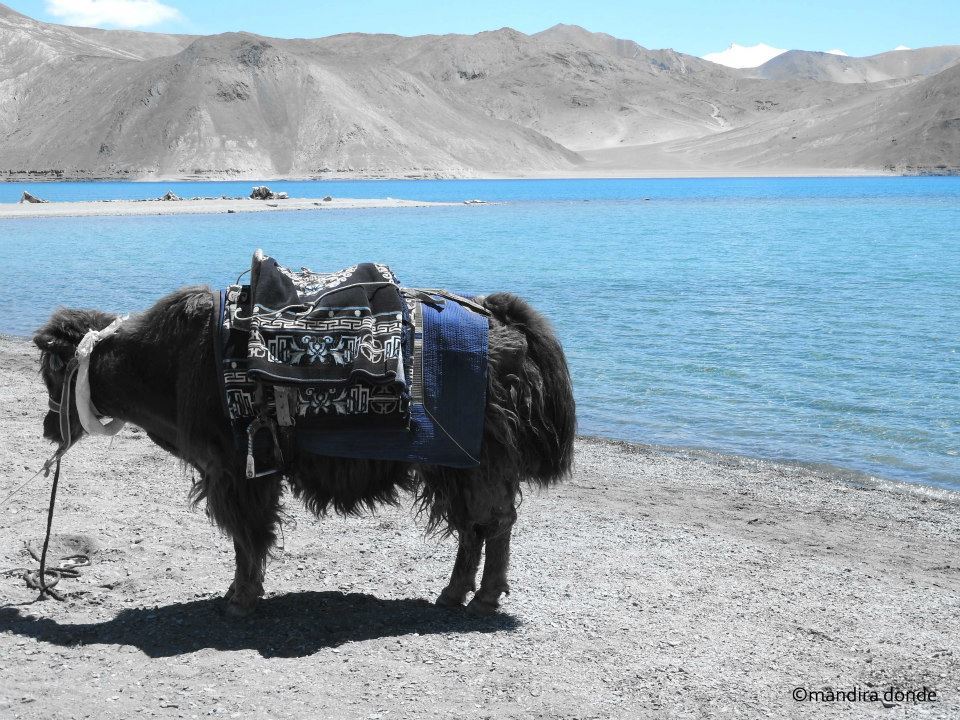 Photo of Adventurous Ladakh by Mandira Donde