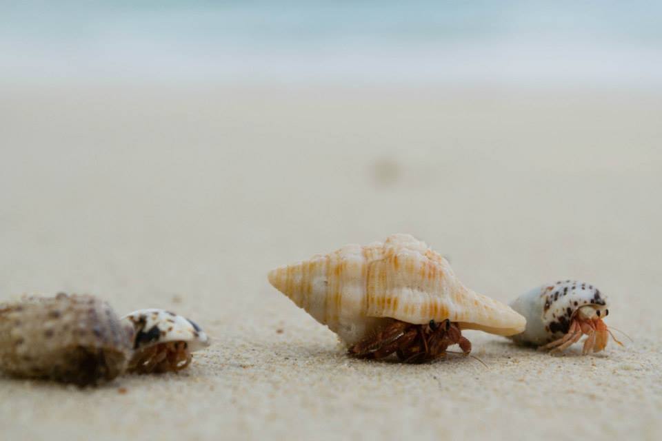 Photo of Lazing in the Andaman Islands 2/6 by Malvika Sharma