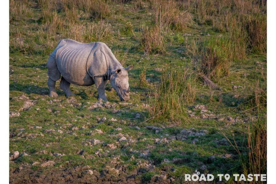 Photo of Kaziranga National Park, Kanchanjuri, Assam, India by Road to Taste