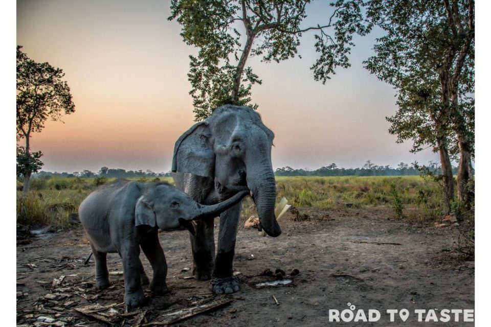 Photo of Assam Itinerary - Celebrating Rongali Festival with exploring Kaziranga and Majuli by Road to Taste