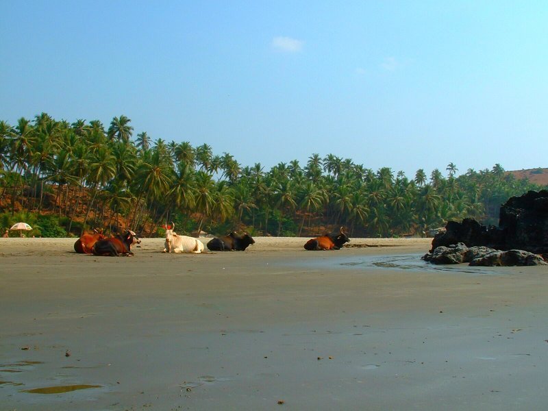 Photo of Beach Activities In Goa by Road to Taste