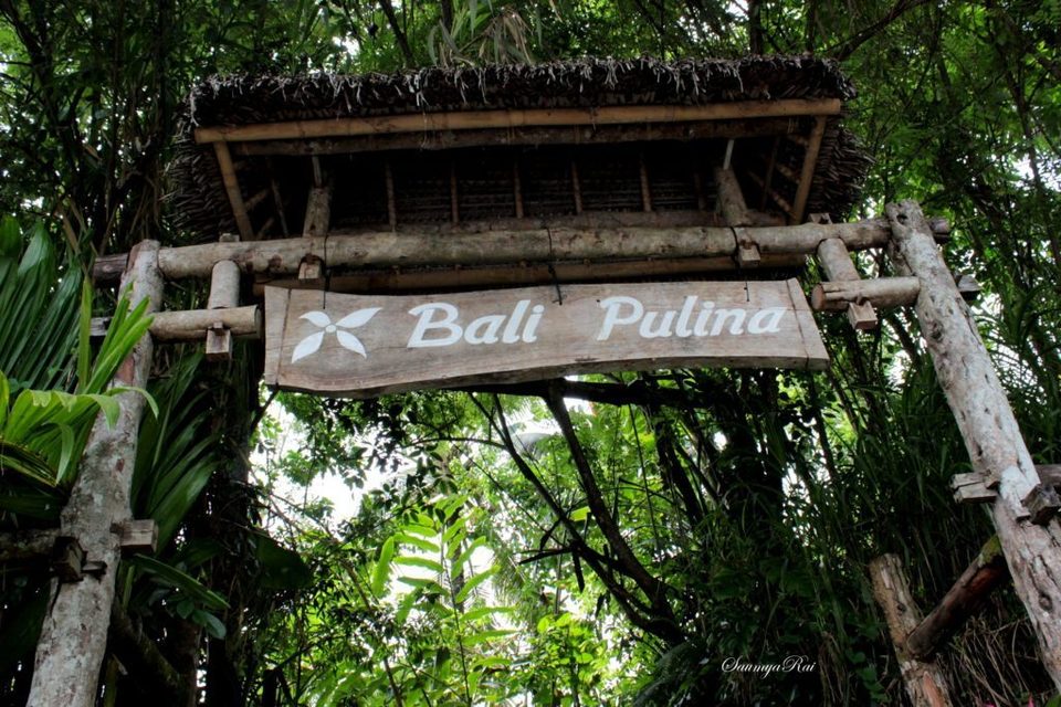 Bali Pulina - A visit to the Most Expensive Coffee ...