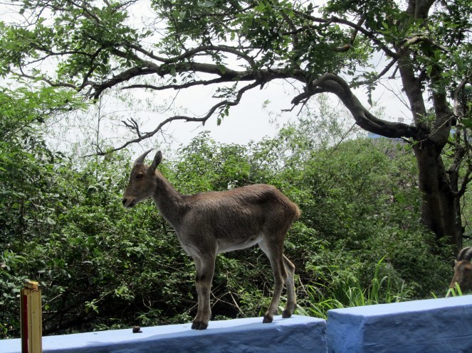 Photo of Valparai, Tamil Nadu, India by Rashmi Gopal Rao
