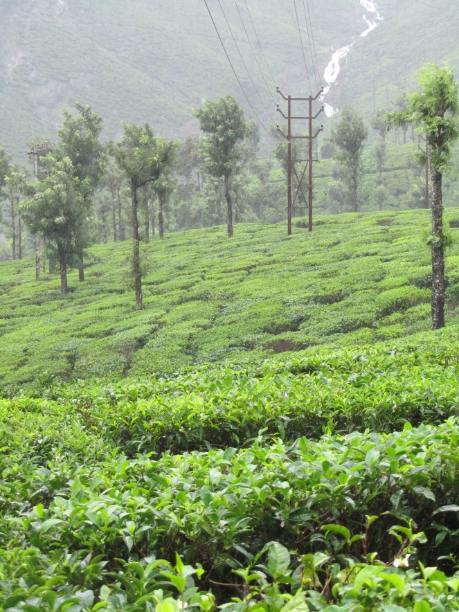 Photo of Valparai, Tamil Nadu, India by Rashmi Gopal Rao