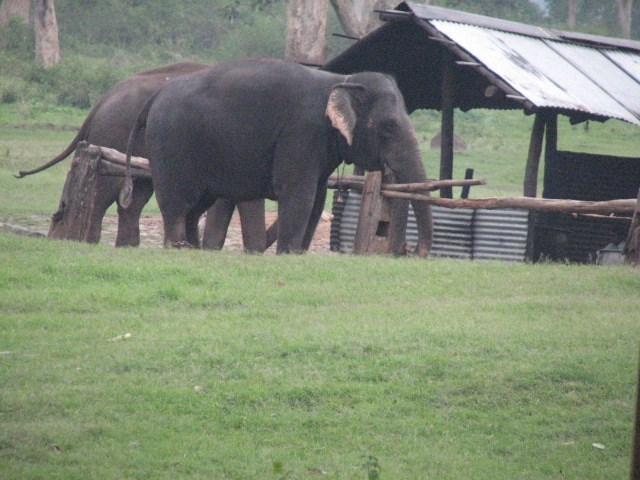 Photo of Mudumalai Tiger Reserve by Rishab Bhan