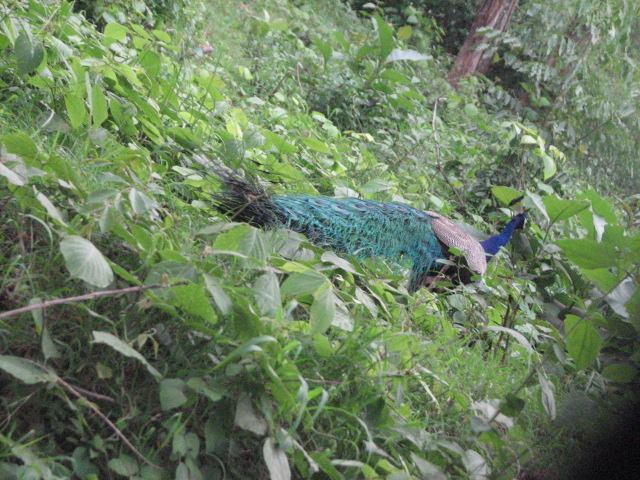 Photo of Mudumalai Tiger Reserve by Rishab Bhan