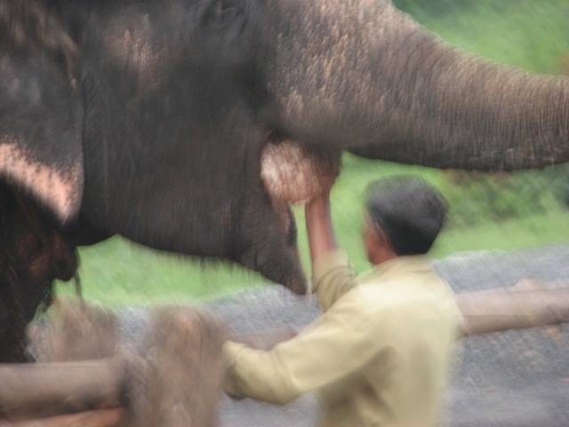 Photo of Mudumalai Tiger Reserve by Rishab Bhan