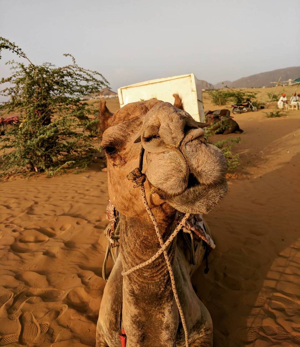 Photo of Exploring Pushkar - A 2 day itinerary! 10/11 by Rohan Bansal