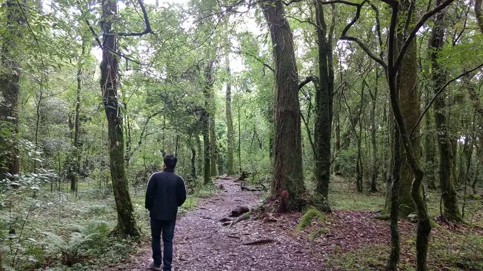 Photo of Mawphlang Sacred Grove by Pratik Das