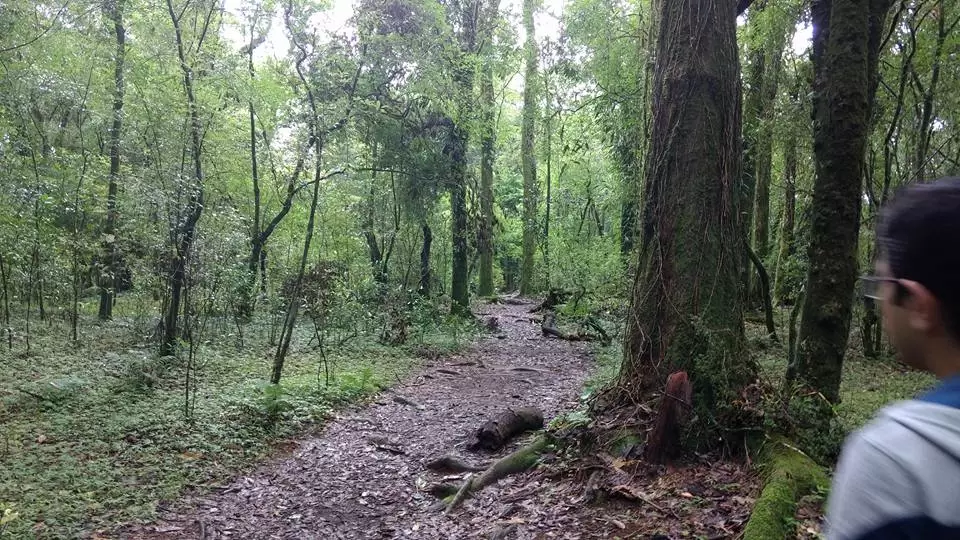 Photo of Mawphlang Sacred Grove by Pratik Das