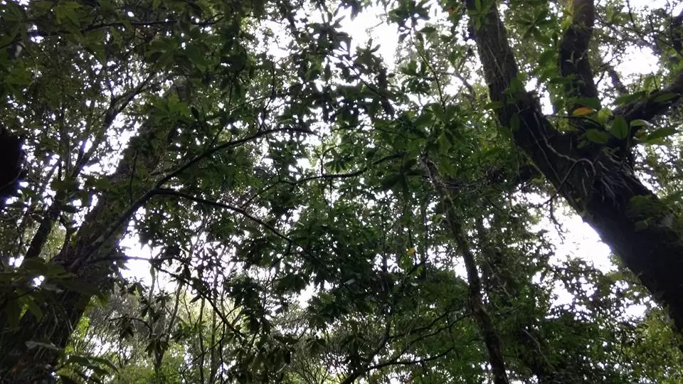 Photo of Mawphlang Sacred Grove by Pratik Das