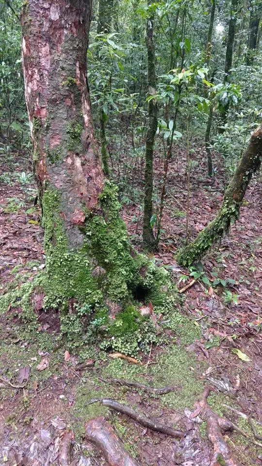 Photo of Mawphlang Sacred Grove by Pratik Das