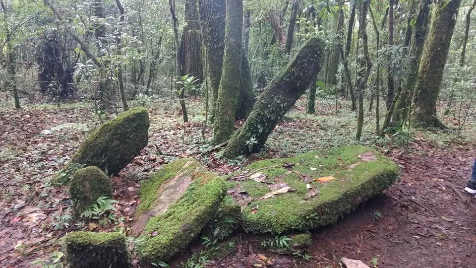 Photo of Mawphlang Sacred Grove by Pratik Das