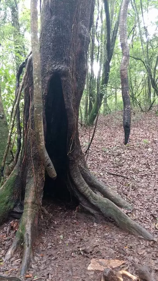 Photo of Mawphlang Sacred Grove by Pratik Das