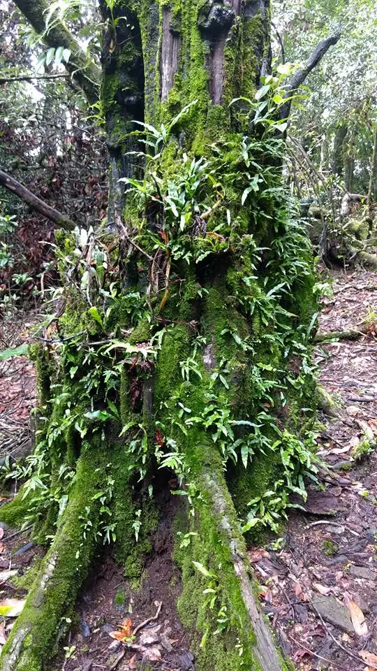 Photo of Mawphlang Sacred Grove by Pratik Das