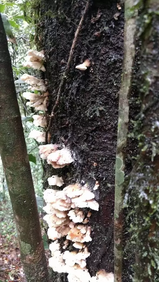 Photo of Mawphlang Sacred Grove by Pratik Das