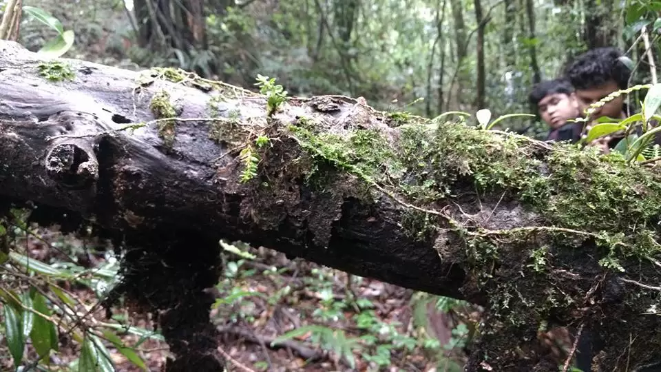 Photo of Mawphlang Sacred Grove by Pratik Das