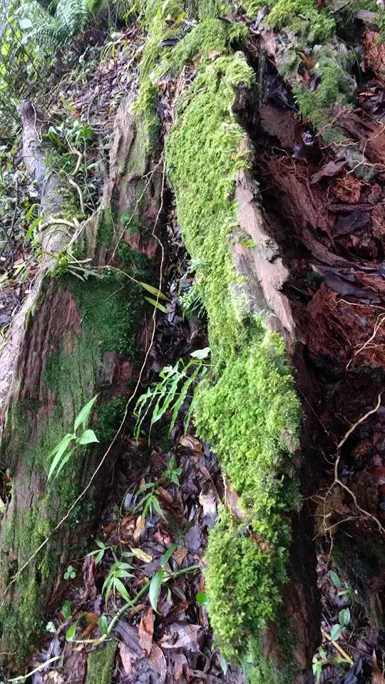 Photo of Mawphlang Sacred Grove by Pratik Das