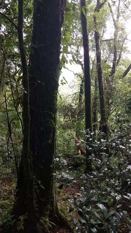 Photo of Mawphlang Sacred Grove by Pratik Das