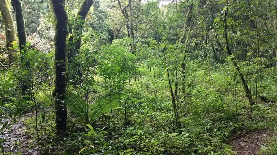 Photo of Mawphlang Sacred Grove by Pratik Das