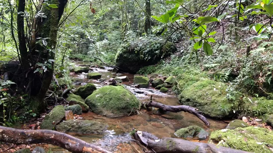 Photo of Mawphlang Sacred Grove by Pratik Das
