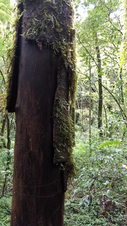 Photo of Mawphlang Sacred Grove by Pratik Das