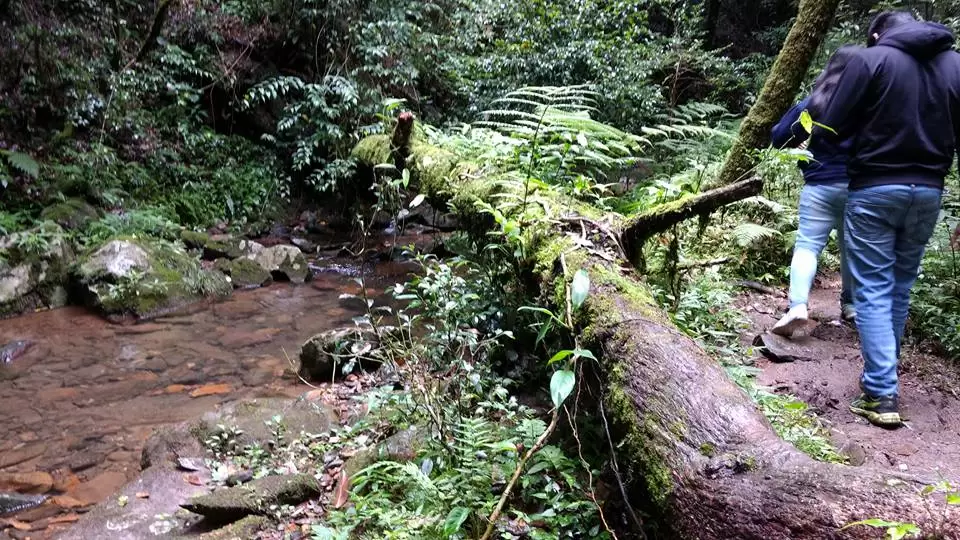 Photo of Mawphlang Sacred Grove by Pratik Das
