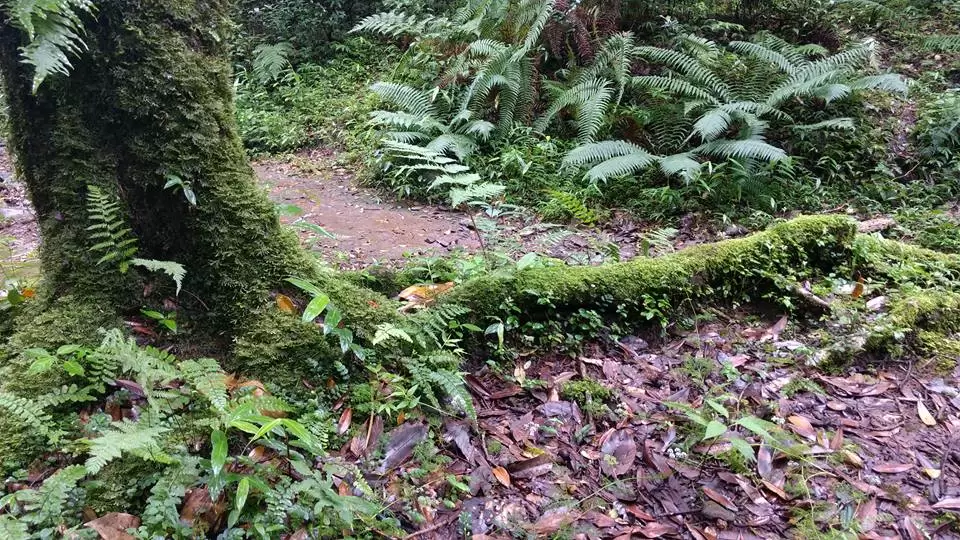 Photo of Mawphlang Sacred Grove by Pratik Das