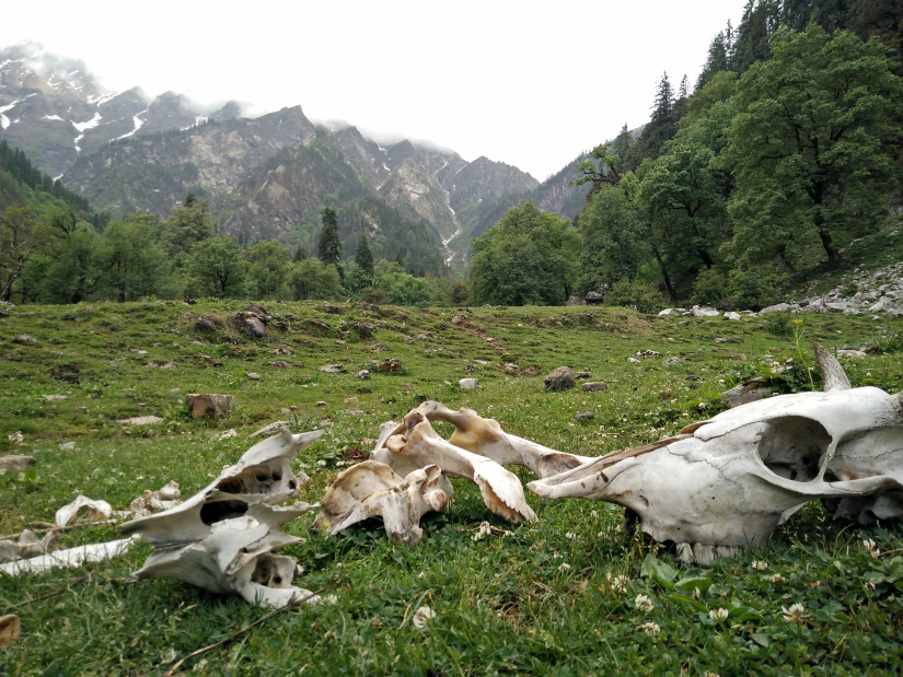 Photo of We Live And Die But The Mountains Are Here Forever by Chaithra Mailankody