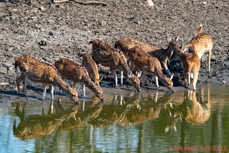 Photo of Pench National Park : Stepping into Mowgli's Jungle 1/7 by Shruti Paliwal