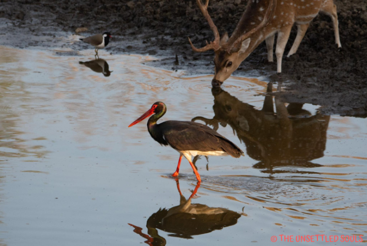 Photo of Pench National Park : Stepping into Mowgli's Jungle 2/7 by Shruti Paliwal