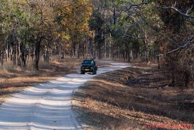Photo of Pench National Park : Stepping into Mowgli's Jungle 3/7 by Shruti Paliwal