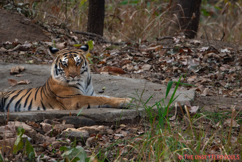 Photo of Pench National Park : Stepping into Mowgli's Jungle 6/7 by Shruti Paliwal